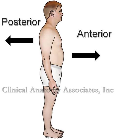 anteroposterior|posterior vs anterior.